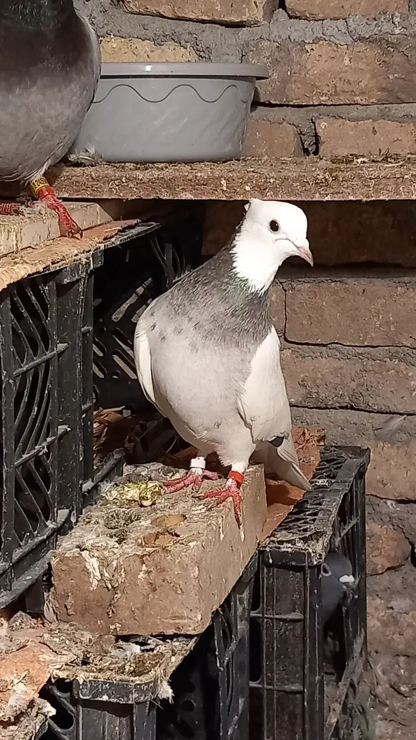 کبوتر طوقی ماده|پرنده|تاتار علیا, |دیوار