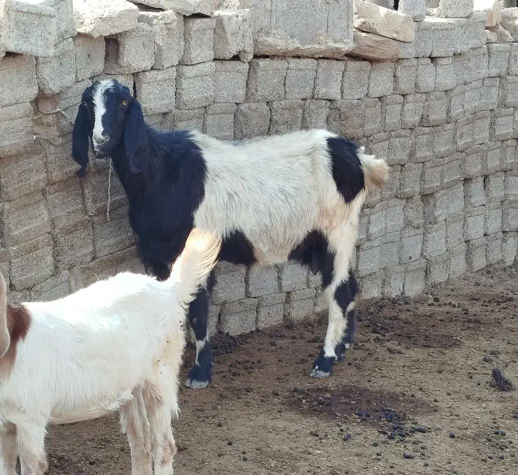 بزهول آبستن|حیوانات مزرعه|سعدآباد, |دیوار