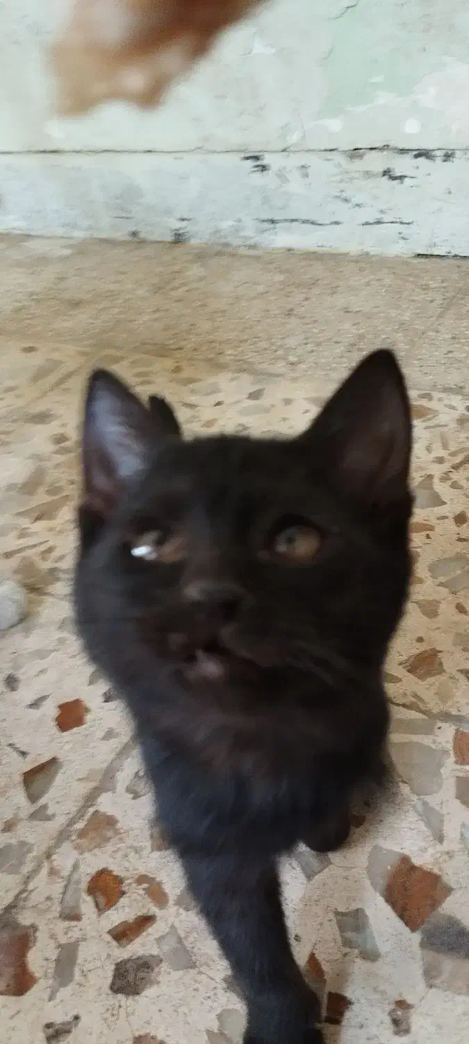 بچه گربه واگذاری به شرط تمکن مالی|گربه|یاسوج, |دیوار