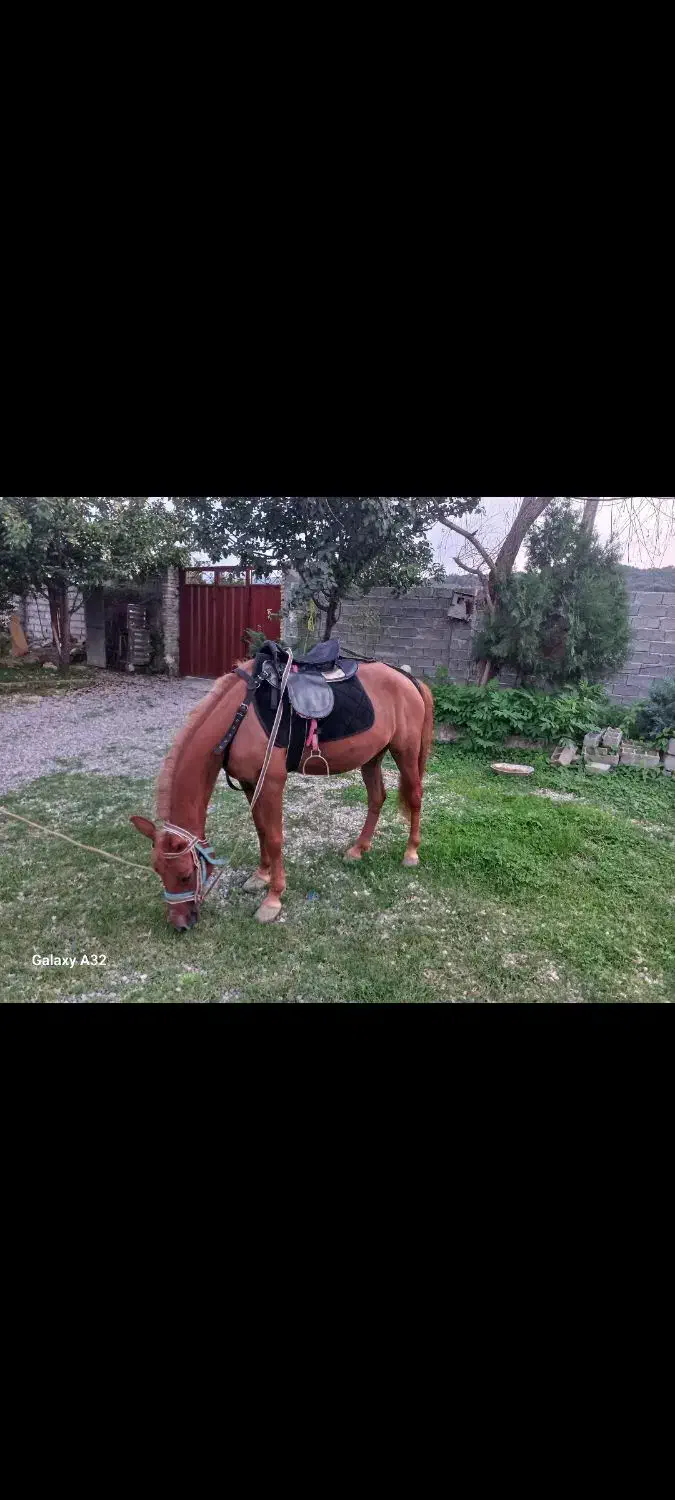 ۲ راس اسب یک مادیان ترکمن یک نریان هلشتاین|اسب و تجهیزات اسبسواری|ساری, |دیوار