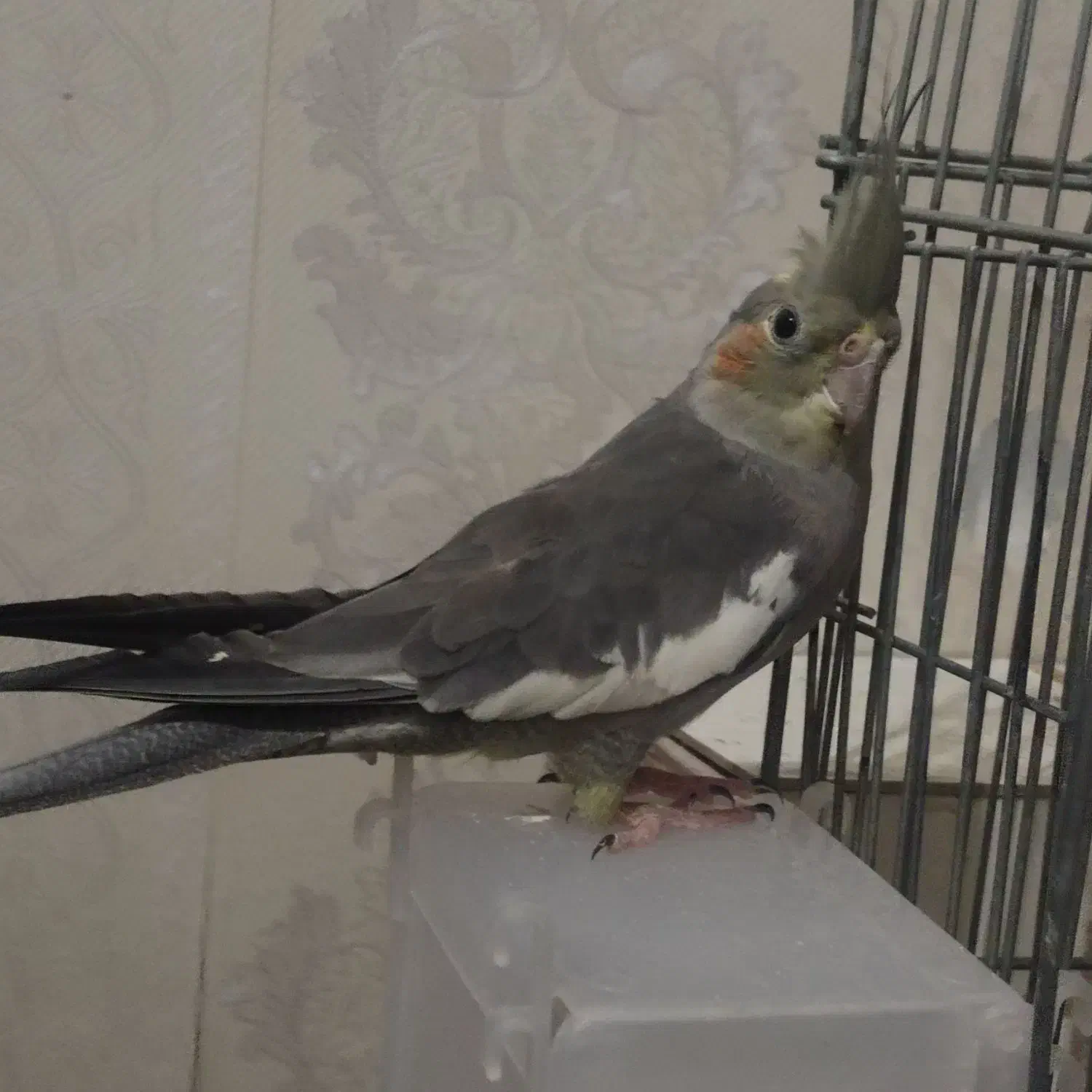 جفت عروس هلندی|پرنده|مشهد, رده|دیوار