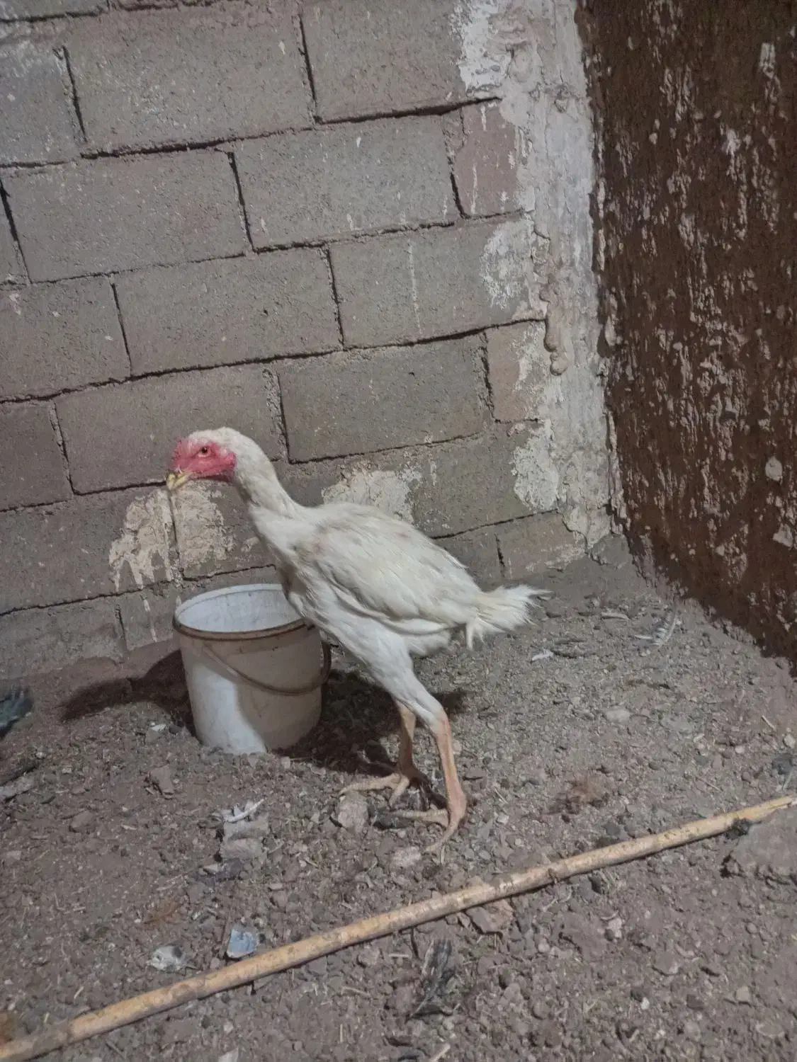 جوجه لاری|حیوانات مزرعه|قاسم‌آباد (خواف), |دیوار