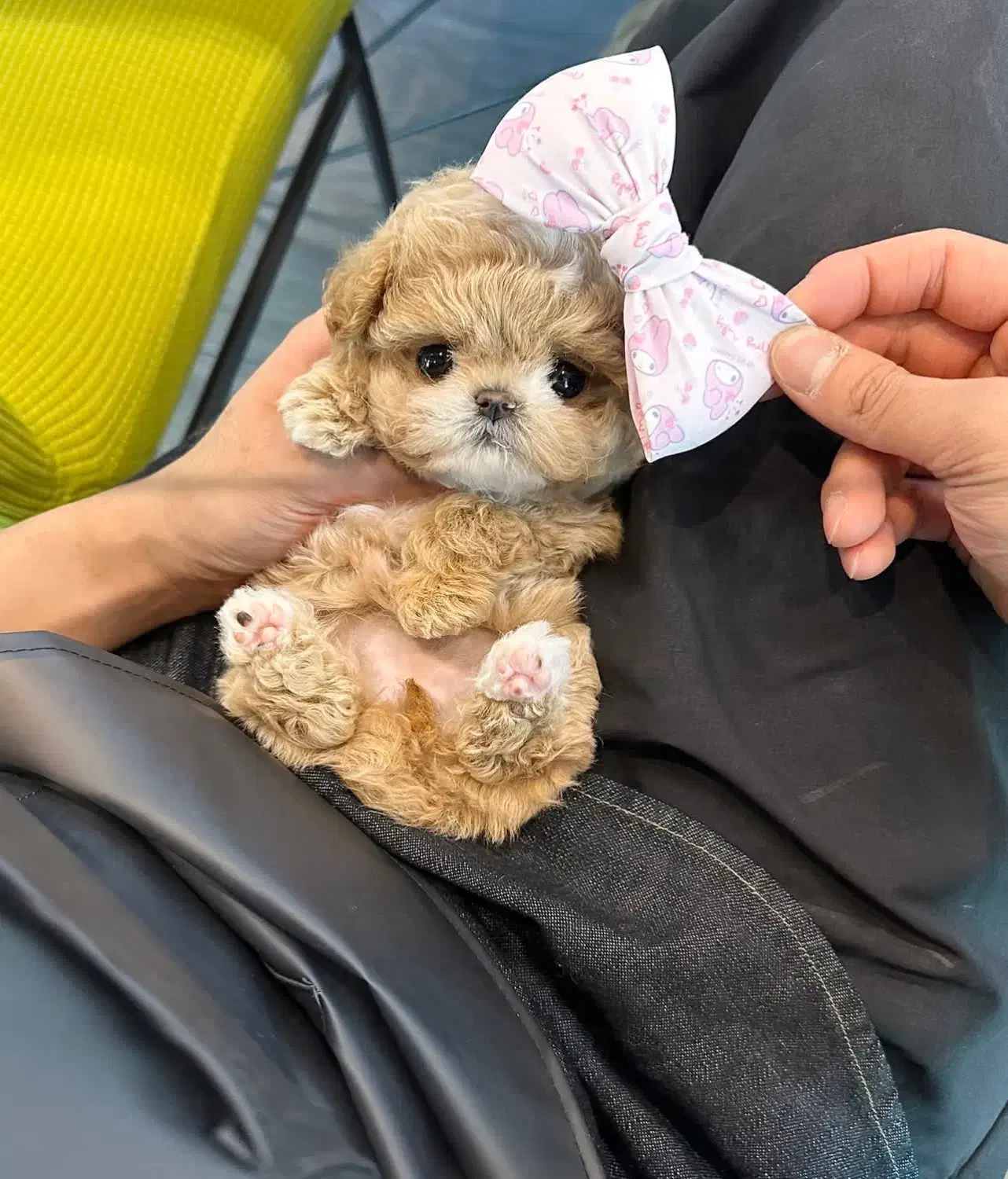 پودل عروسکی مالتیز عروسکی خانگی جیبی مینیاتوری|سگ|تهران, منیریه|دیوار