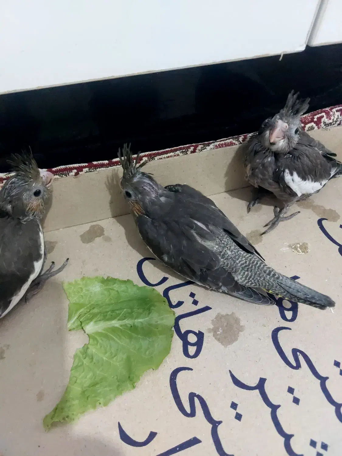 جوجه عروس هلندی|پرنده|چمران, |دیوار