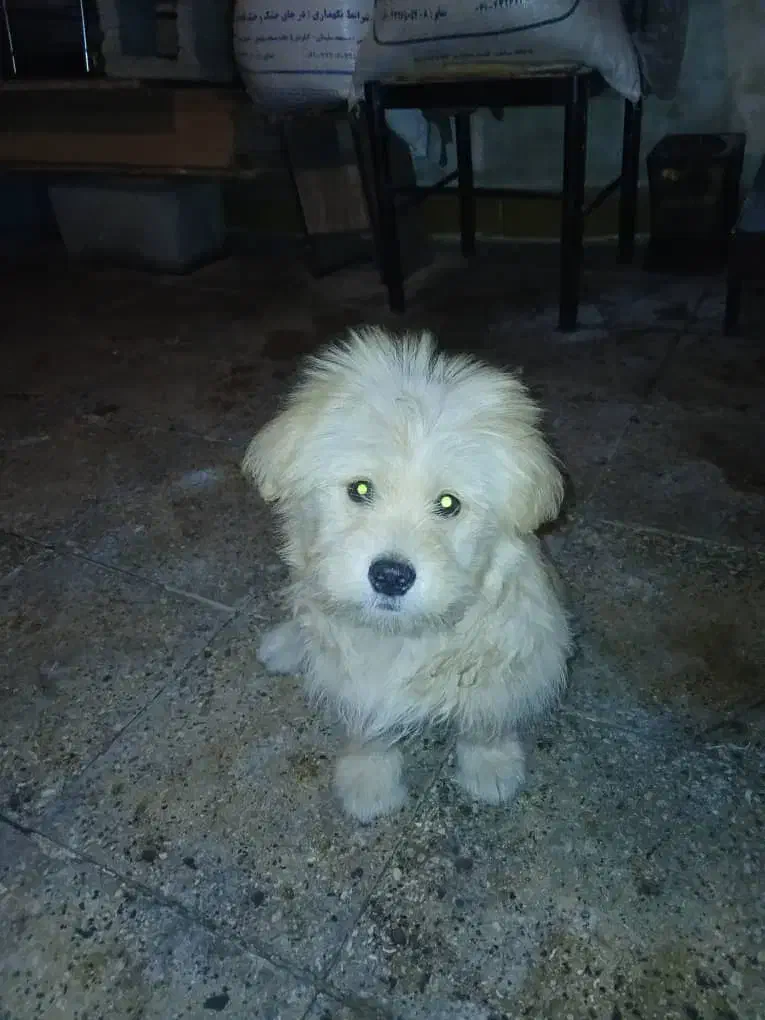 سگ خانگی|سگ|مسجد سلیمان, |دیوار