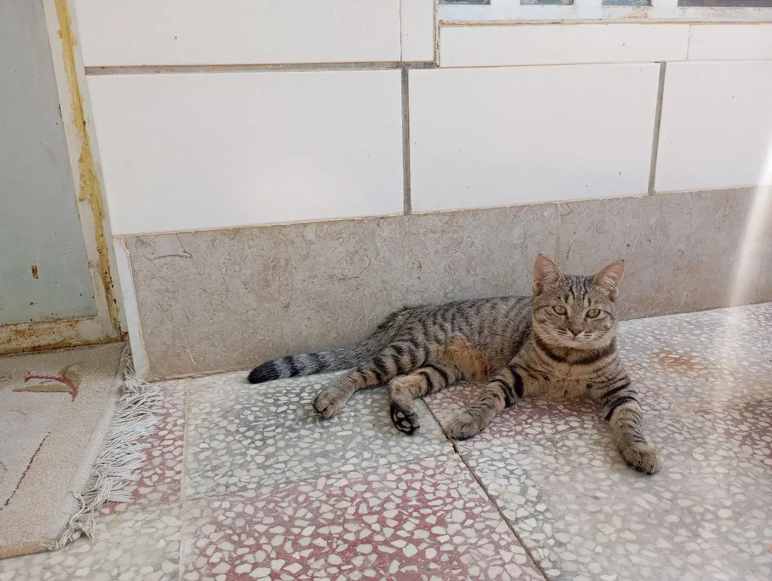 گربه|گربه|ارسنجان, |دیوار