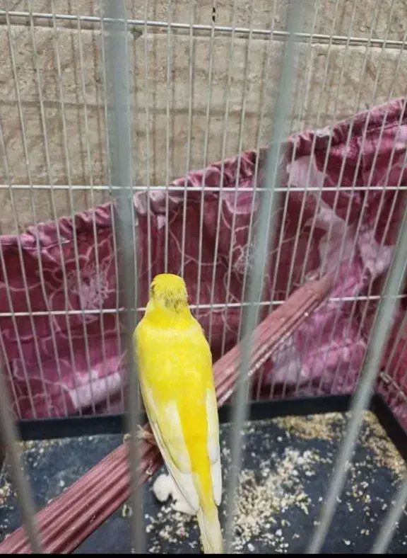 ماده پرتغالی|پرنده|گلستان (تهران), |دیوار