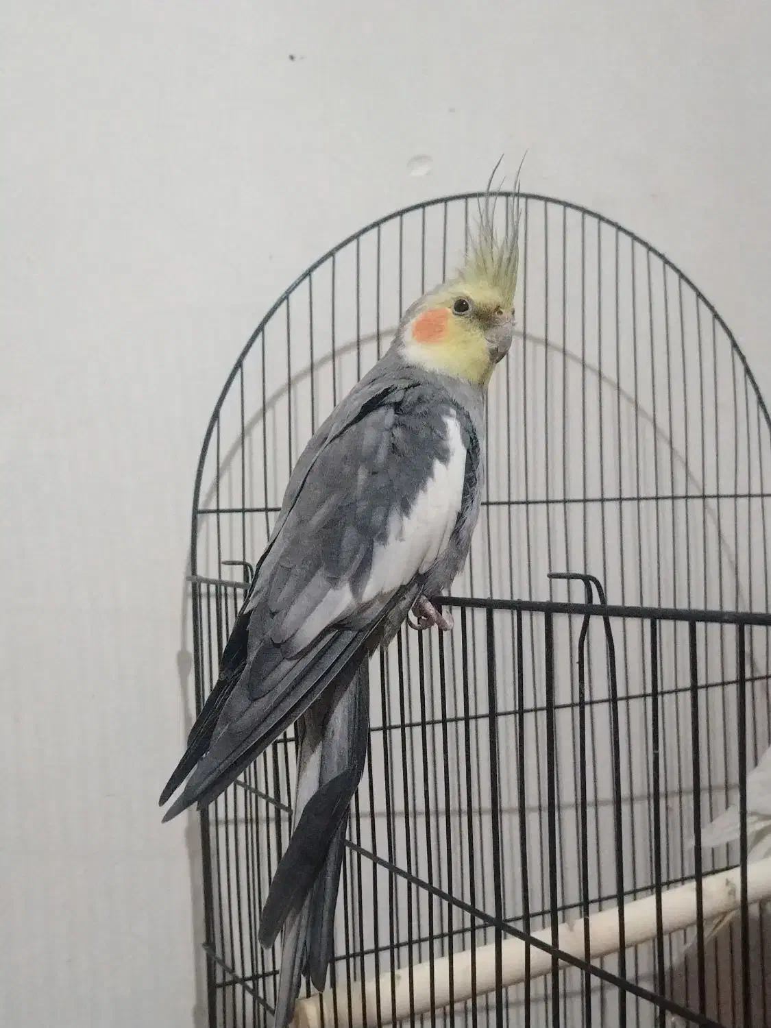 عروس هلندی نر سینامون|پرنده|تهران, سازمان برنامه جنوبی|دیوار