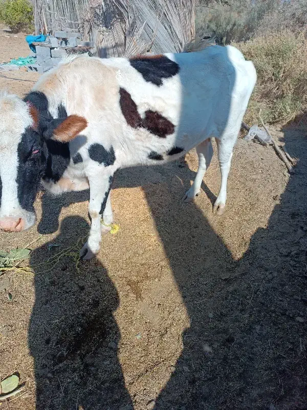 گاو|حیوانات مزرعه|رودخانه, |دیوار