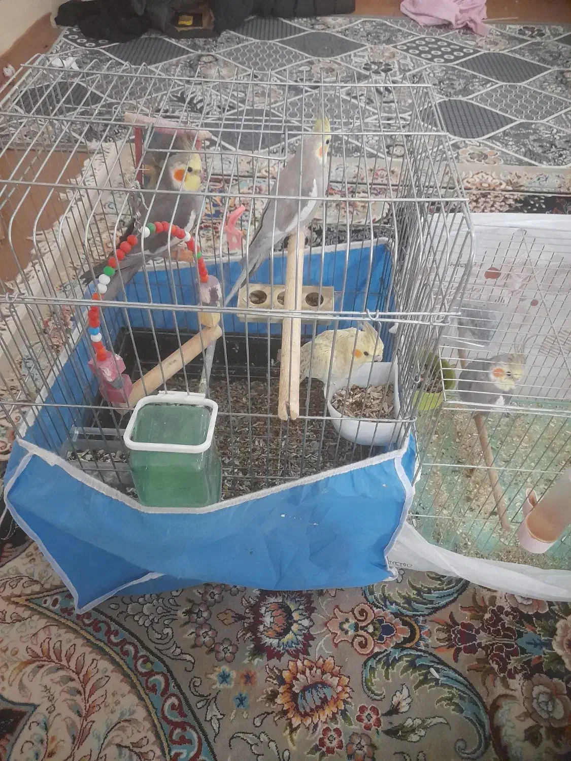 عروس هلندی نر حرف زن|پرنده|سامان, |دیوار