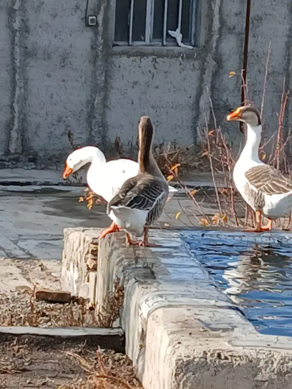 سه عدد غاز محلی خانگی قیمت هر کدام 1 و نیم میلیون|حیوانات مزرعه|مشگین شهر, |دیوار