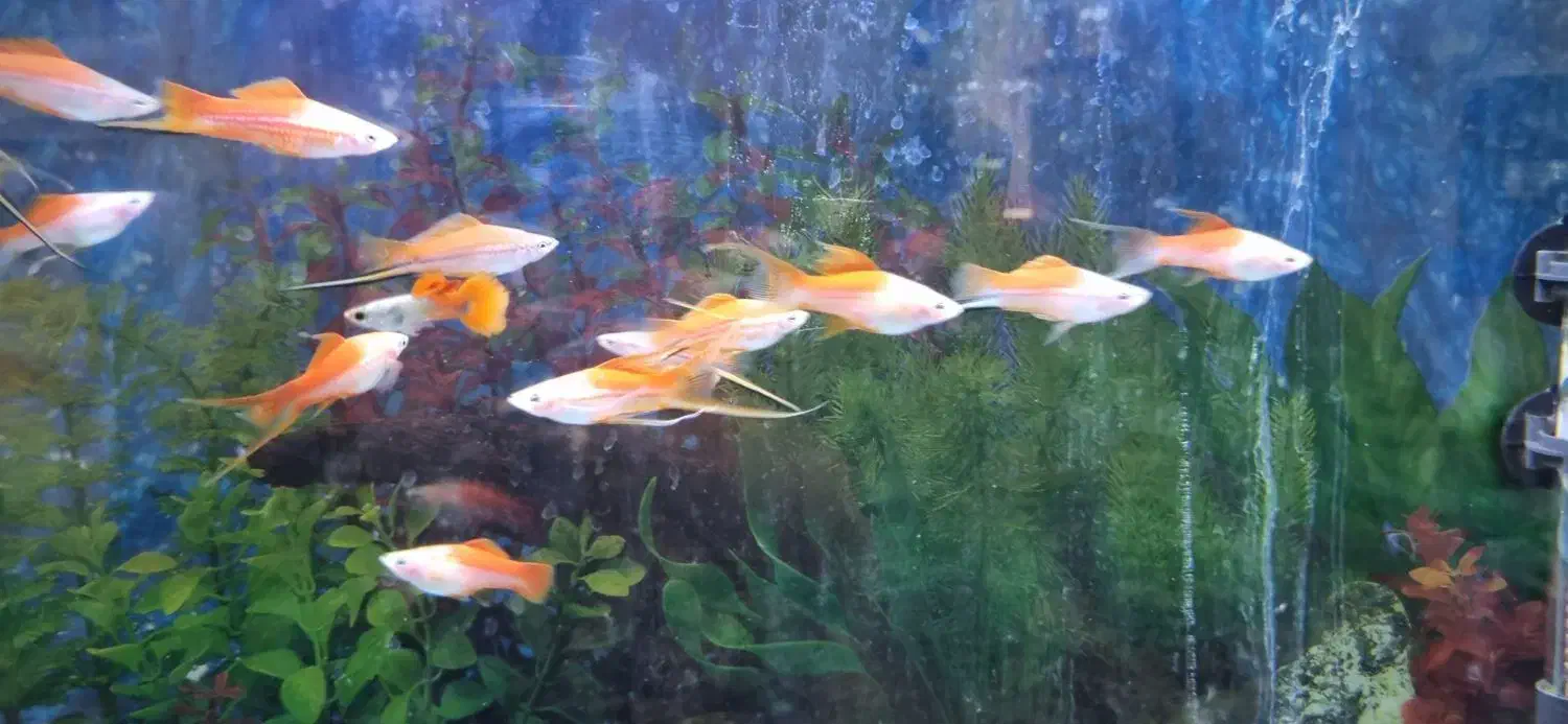 سوارتیل|ماهی|شاهرود, |دیوار