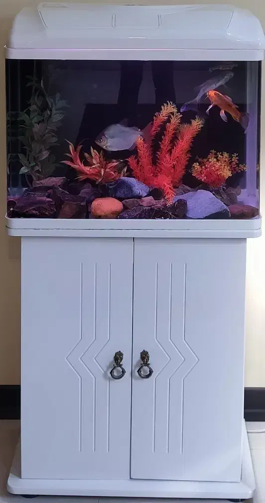 آکواریوم|ماهی|اصفهان, کوی شهید کشوری|دیوار