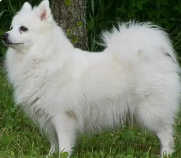 سرپرستی۲۰۰۰۰۰۰۰ میلیون|سگ|رشت, باهنر|دیوار