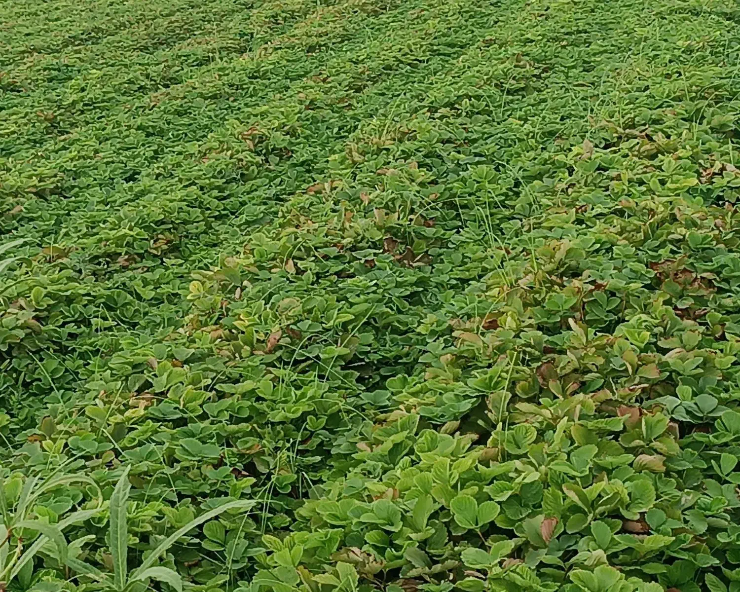 نهال توتفرنگی با بهترین کیفیت|گل و گیاه طبیعی|علیآباد کتول, |دیوار