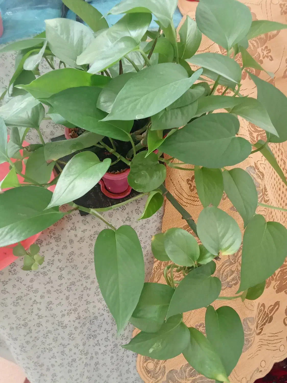 پتوس زیبا|گل و گیاه طبیعی|بیرجند, |دیوار