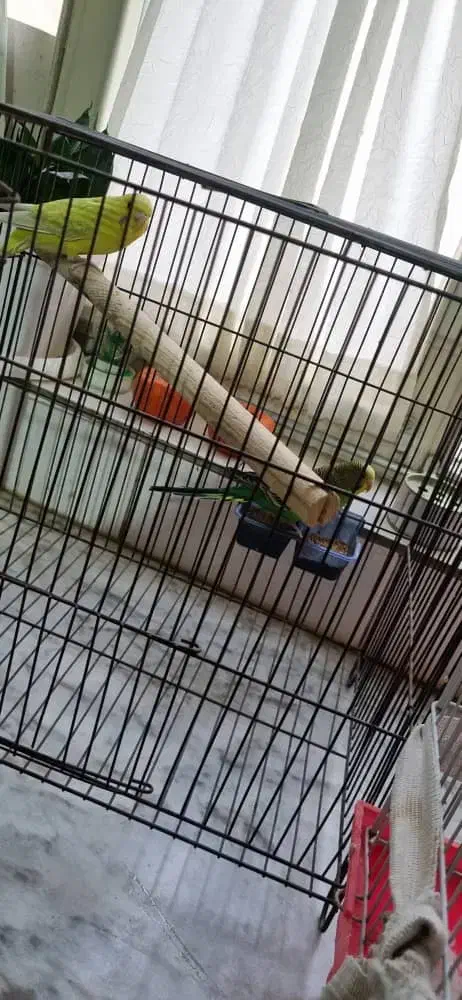 مرغ عشق|پرنده|کرج, مصباح|دیوار