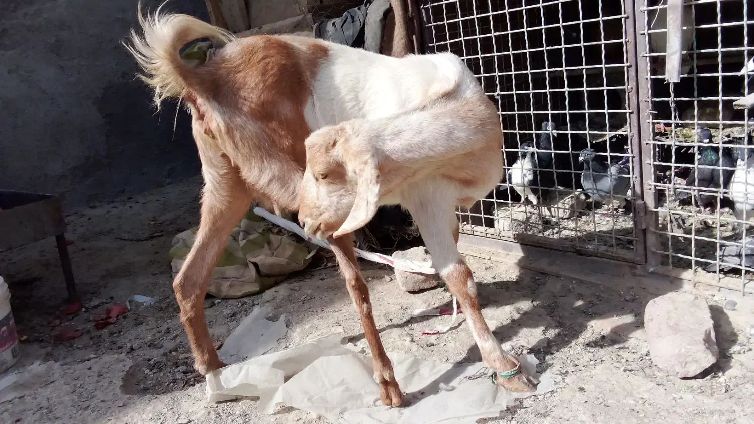 بزچینی معاوضه با گاری|حیوانات مزرعه|زاهدان, |دیوار