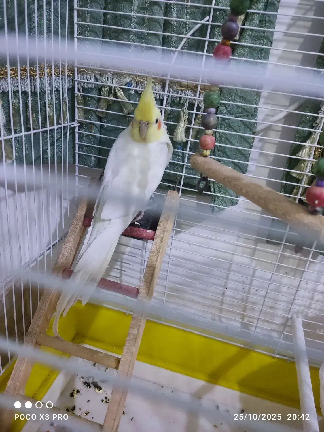 یک عدد عروس نر|پرنده|تهران, فرحزاد|دیوار