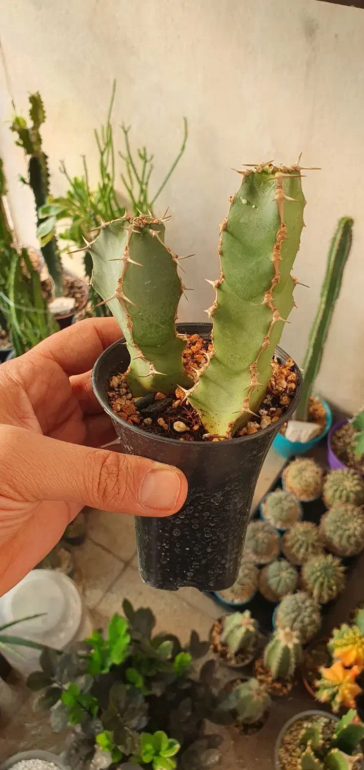 گیاه کاکتوس افوربیا|گل و گیاه طبیعی|تهران, ائمه اطهار|دیوار