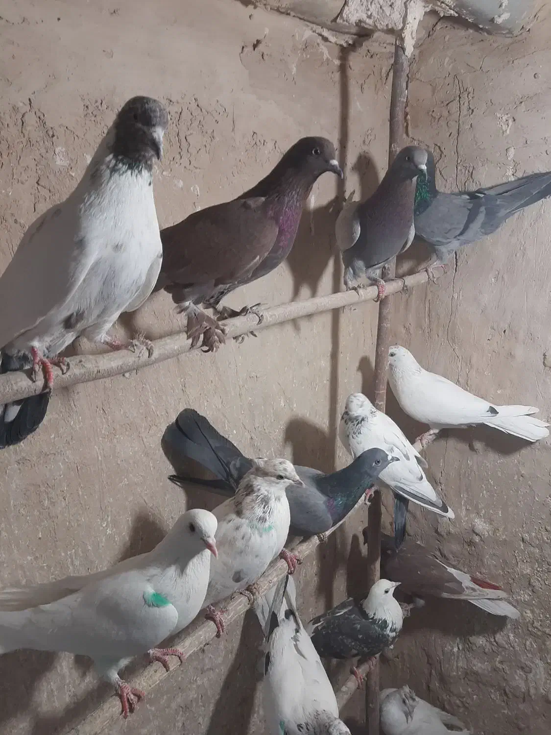 کبوتر پرشی|پرنده|قم, کیوانفر|دیوار