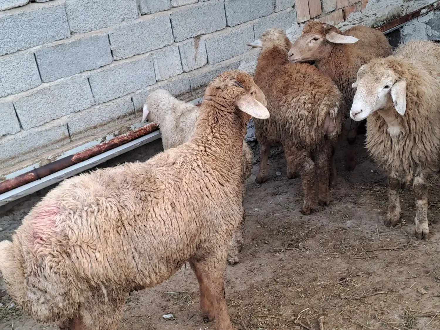 فروش بره نر ۲۲عدد|حیوانات مزرعه|پارسآباد, |دیوار