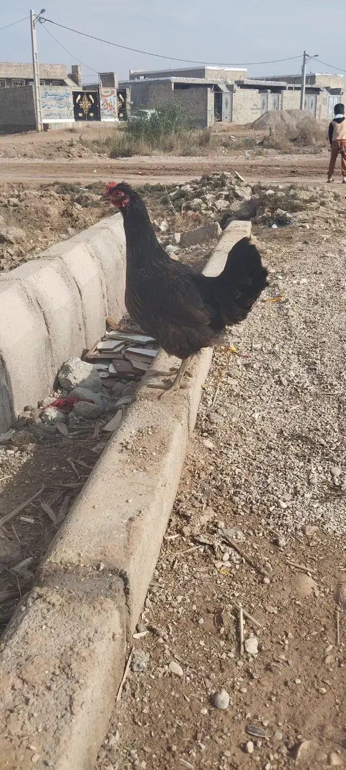دو عدد مرغ عربی تخمگذار|حیوانات مزرعه|حمیدیه, |دیوار