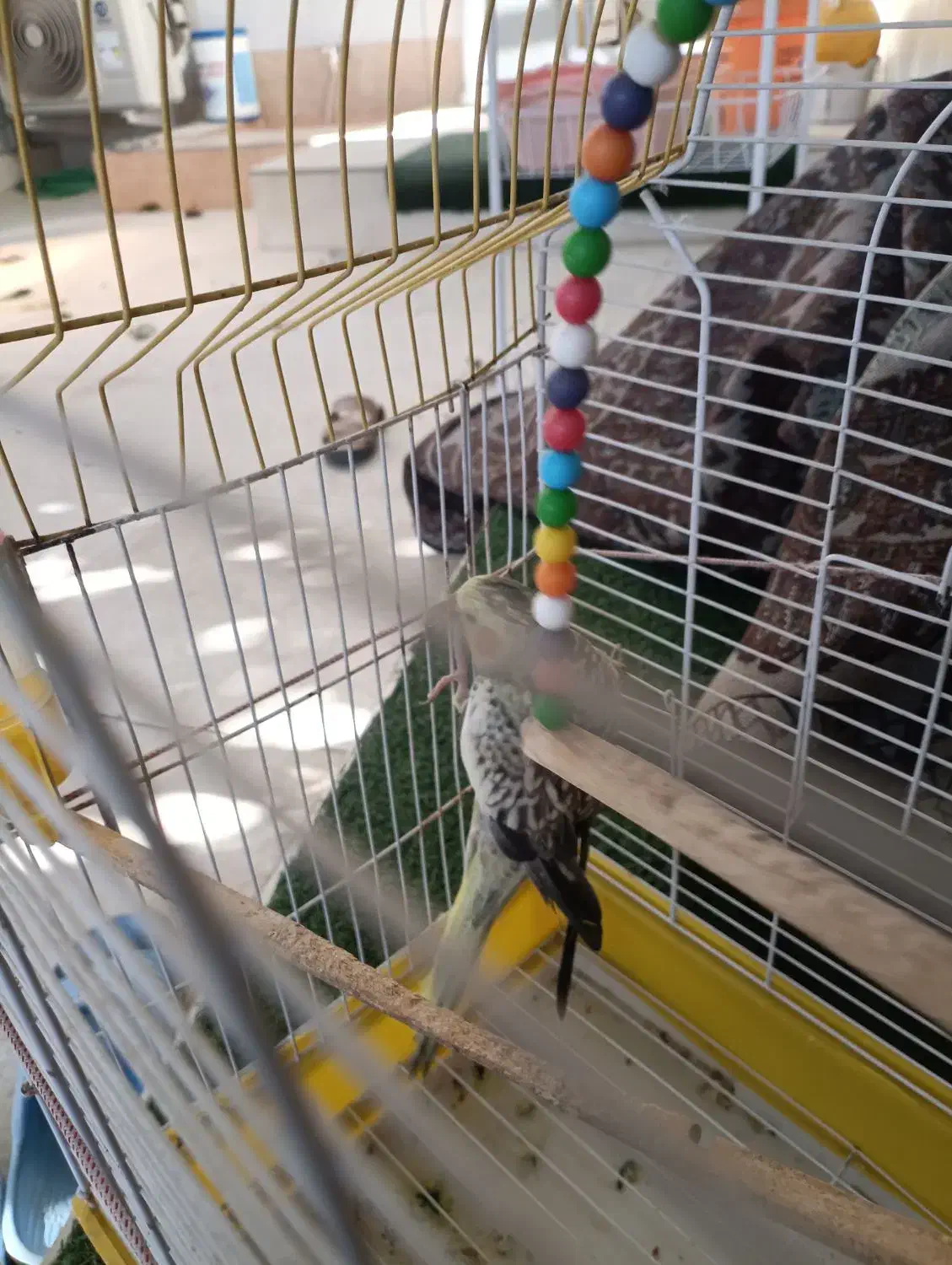 عروس ماده گل باقالی|پرنده|میناب, |دیوار