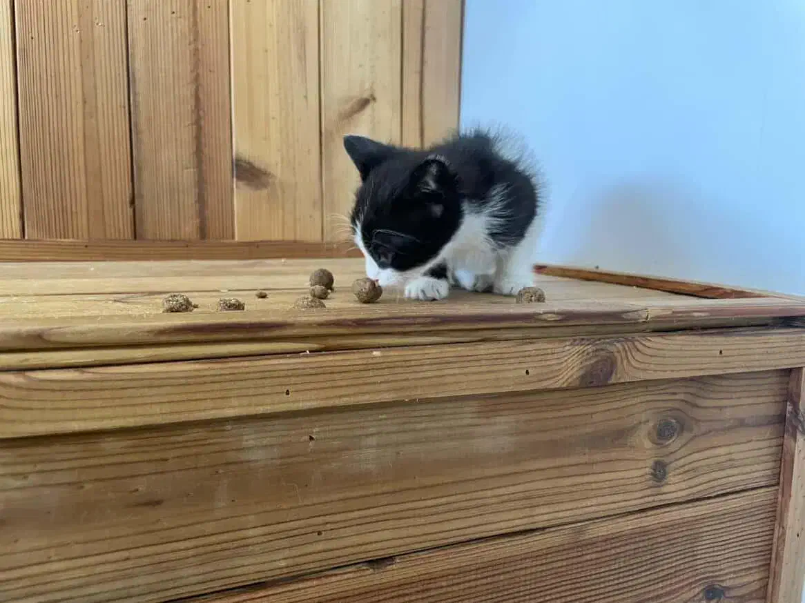 واگذاری گربه وبچه گربه|گربه|چهارباغ, |دیوار