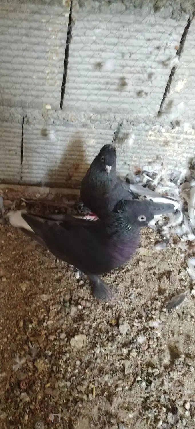 کبوتر سیاه دم سفید|پرنده|خمینی‌شهر, |دیوار