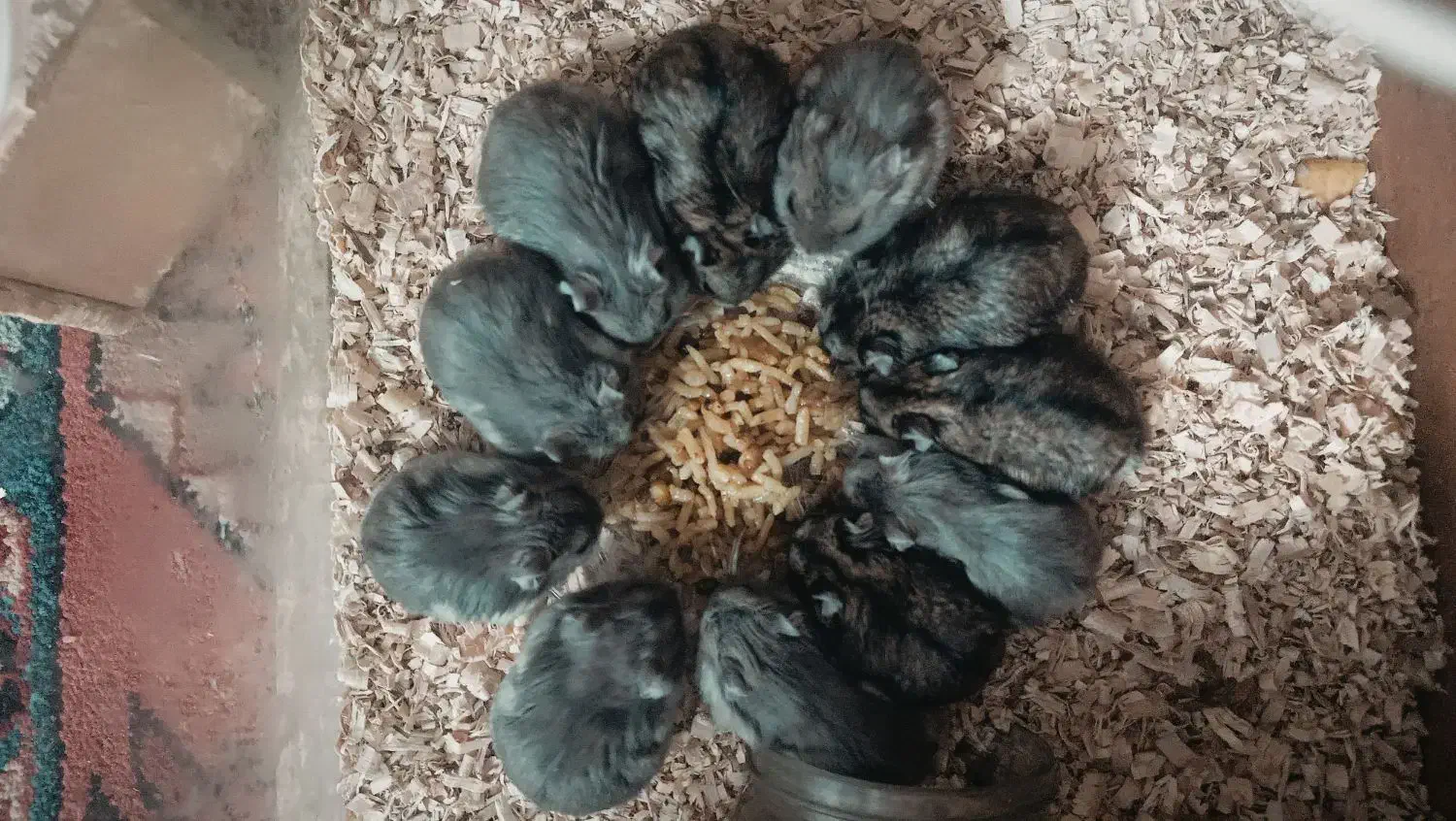 همستر کمپل کوچولو موچول|موش و خرگوش|لنجان, |دیوار