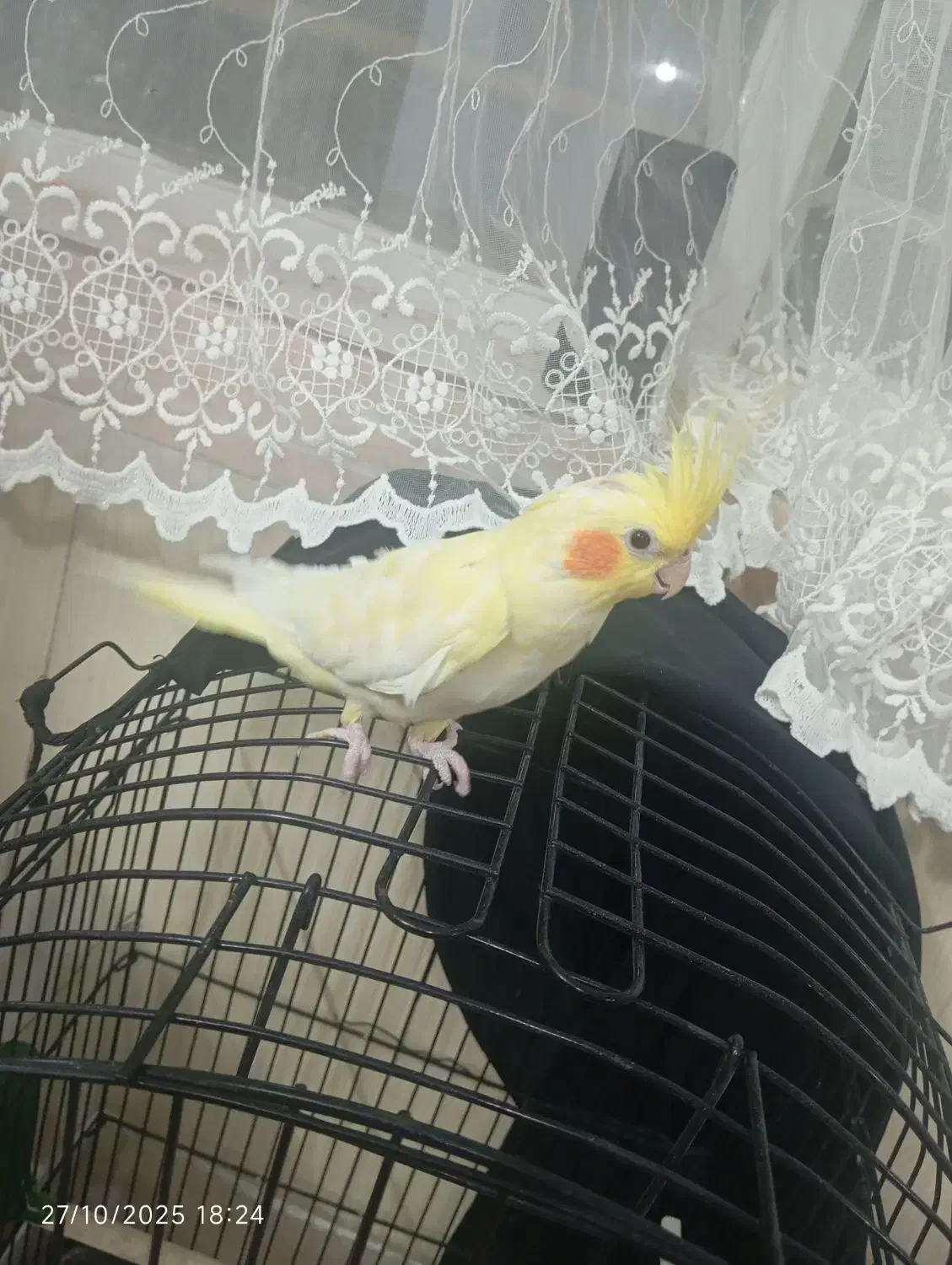 عروس هلندی نر|پرنده|تربت‌حیدریه, میدان مرکزی|دیوار