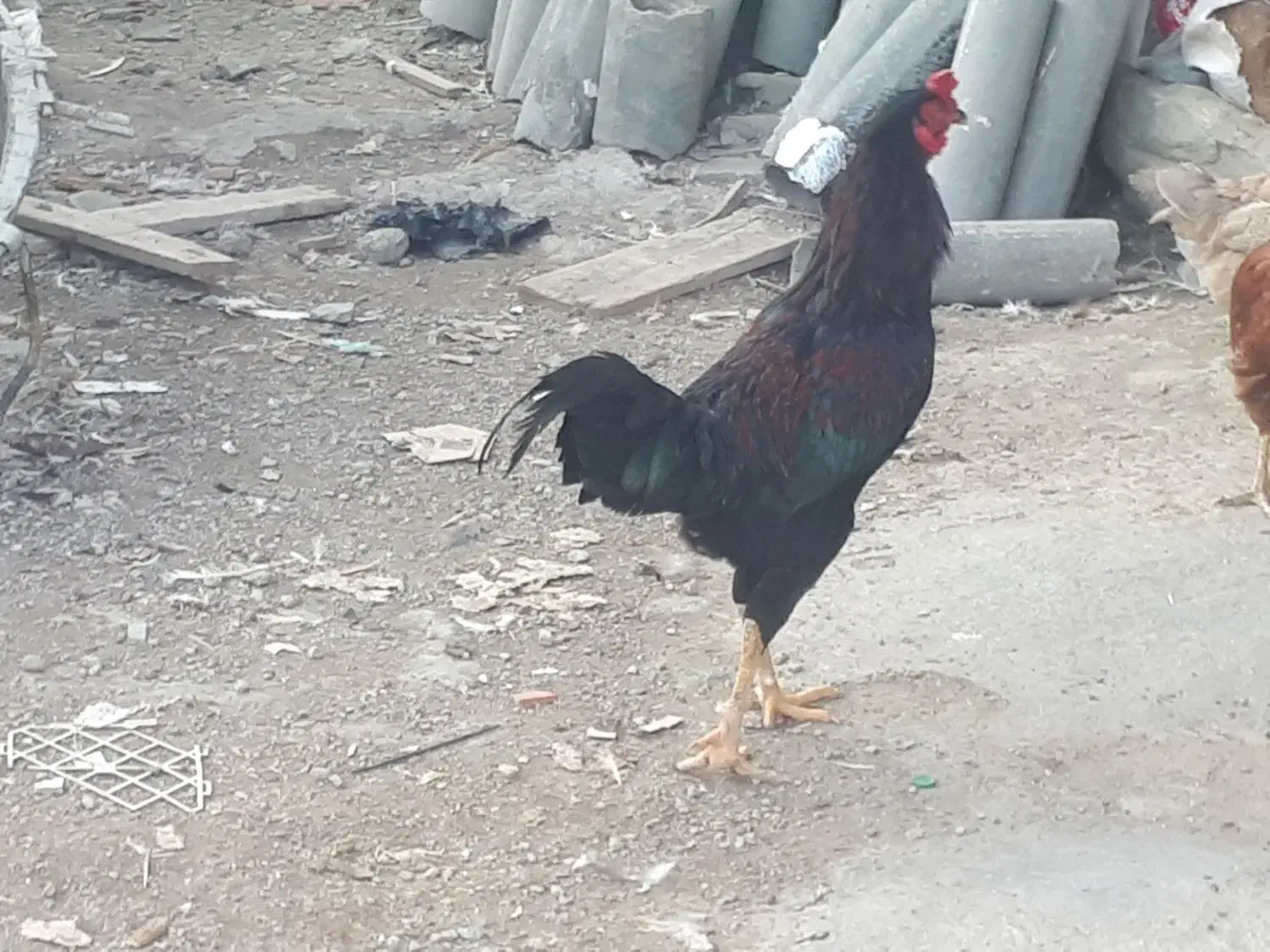 مرغ و خروس دورگ لاری|حیوانات مزرعه|مریوان, |دیوار