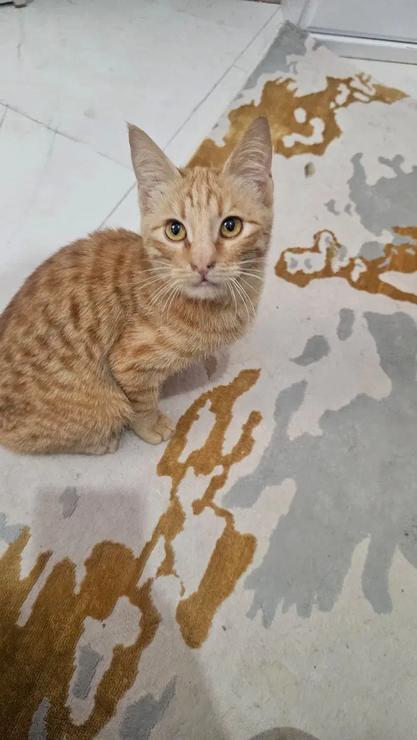 واگذاری رایگان گربه DSH|گربه|بابل, |دیوار