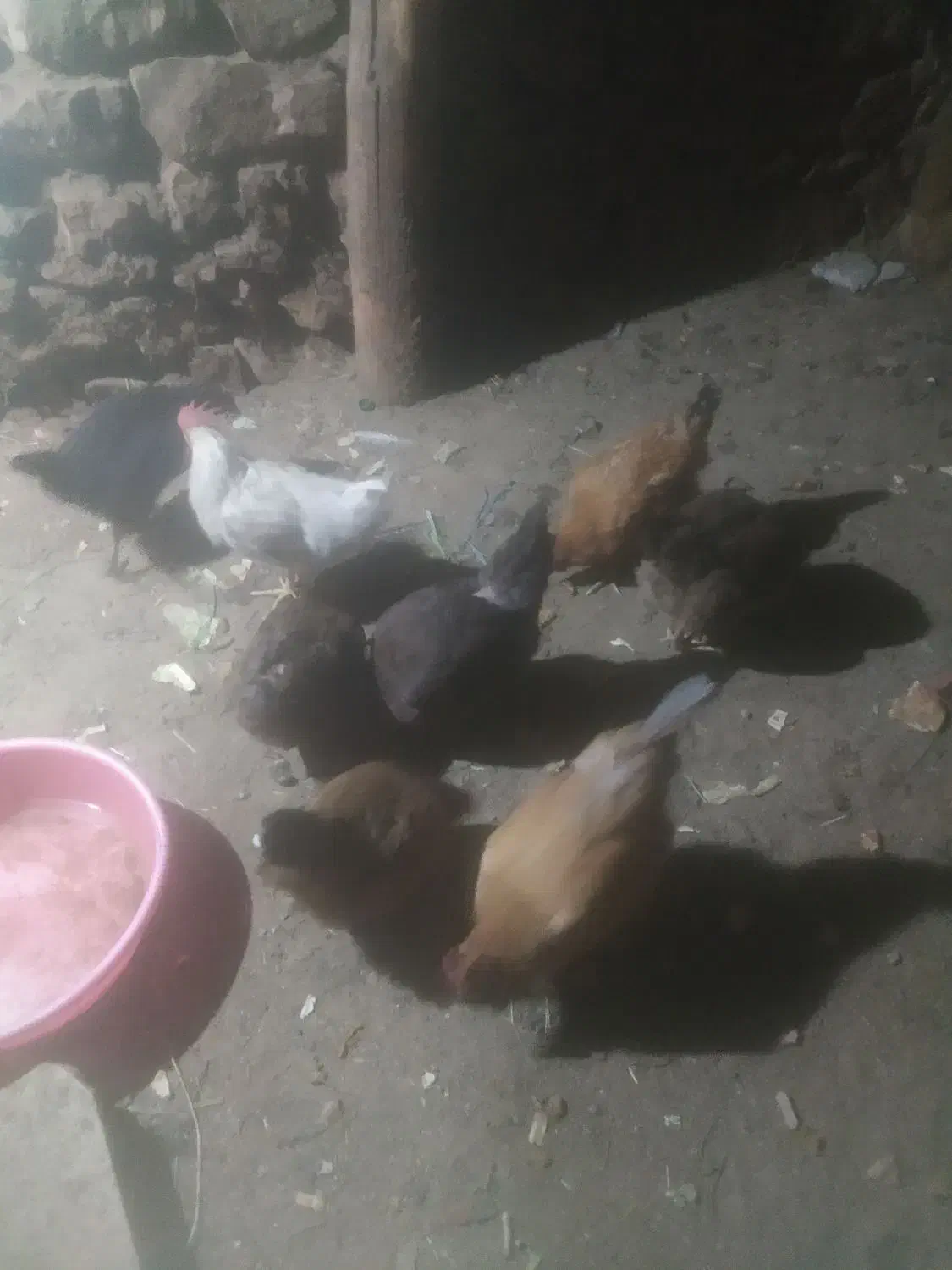 مرغ|حیوانات مزرعه|سردشت, |دیوار