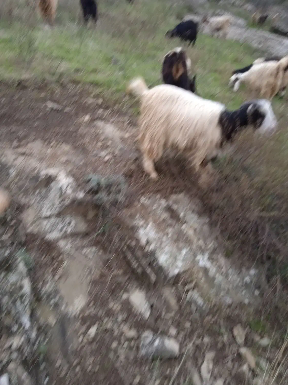 بزغاله معاوضه گوسفند وگاو|حیوانات مزرعه|اهر, |دیوار