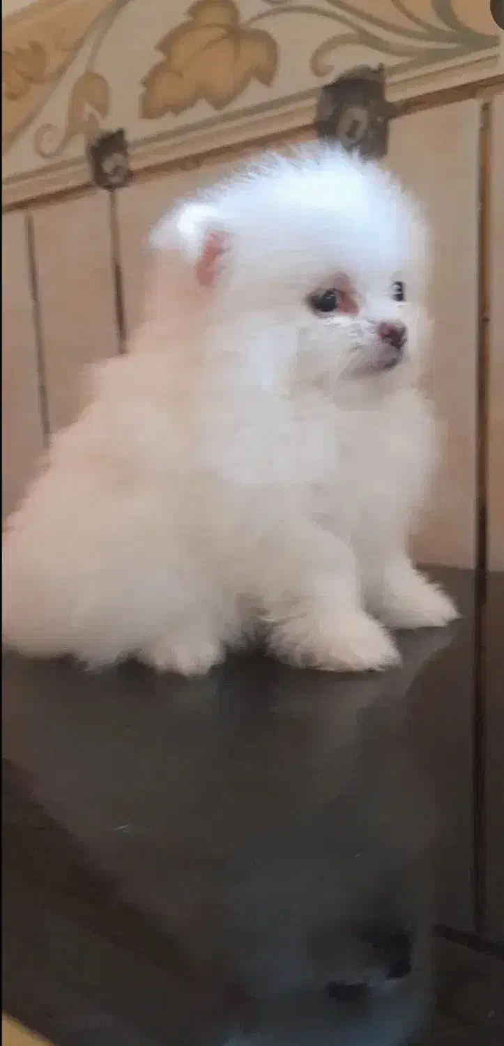 سه عدد سگ پامر خرسی اصیل|سگ|نسیم‌شهر, |دیوار