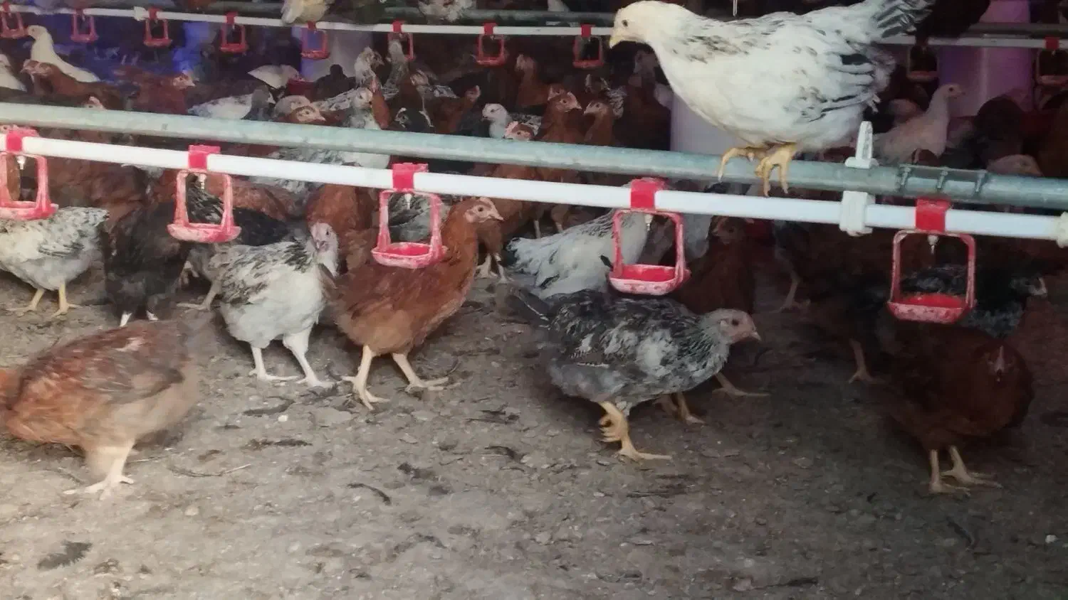 نیمچه سه ماهه|حیوانات مزرعه|مشگین شهر, |دیوار