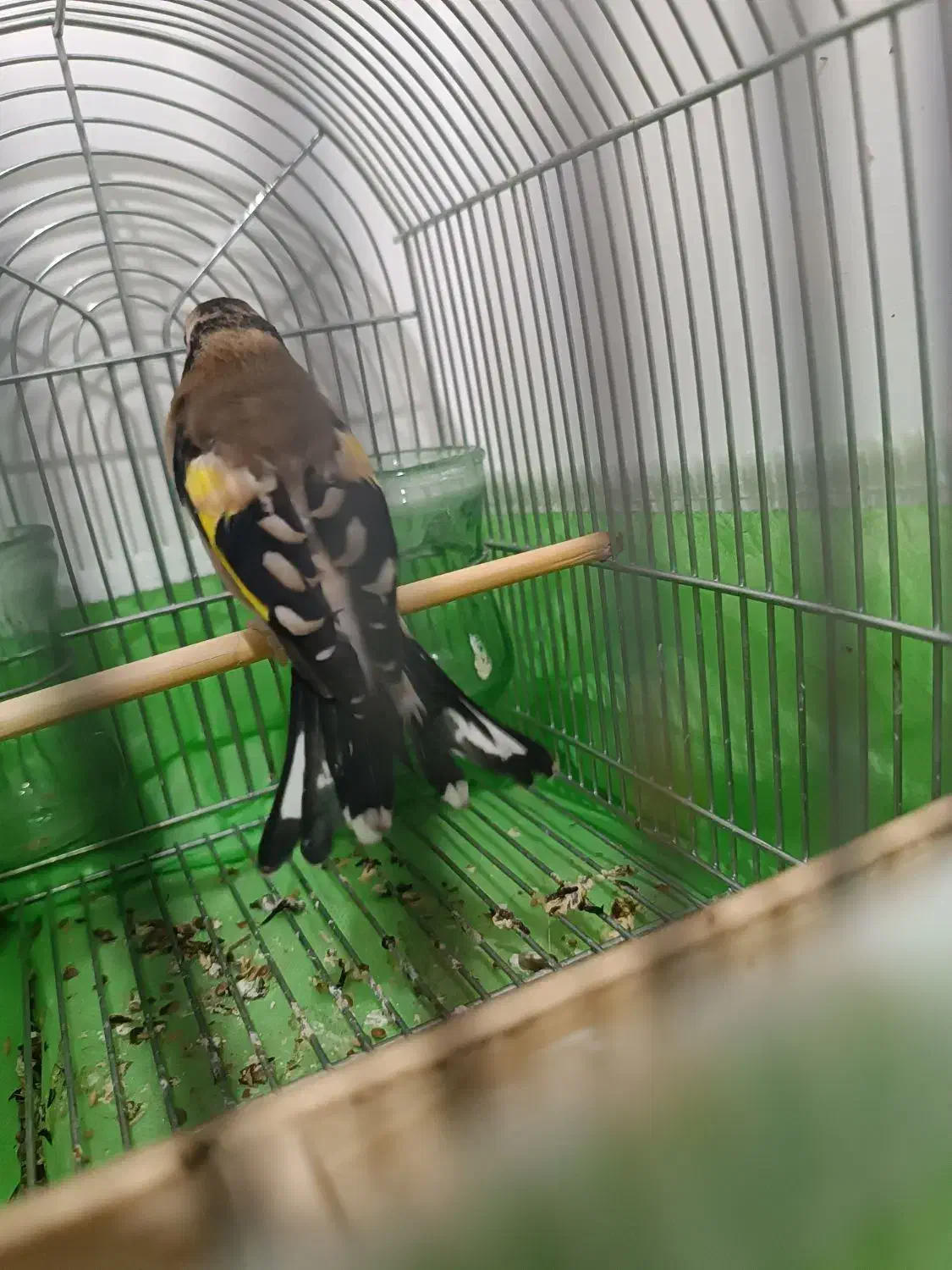 سهره دورگ پلاک پا.قناری.مرغ عشق.فنج|پرنده|شیراز, گل سرخ|دیوار