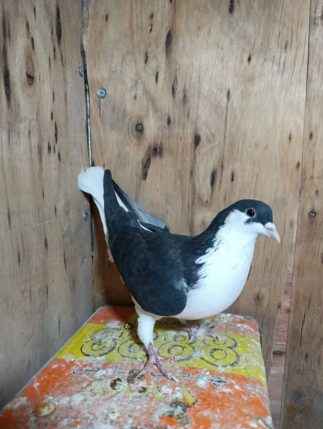 چادری|پرنده|تهران, بازار|دیوار