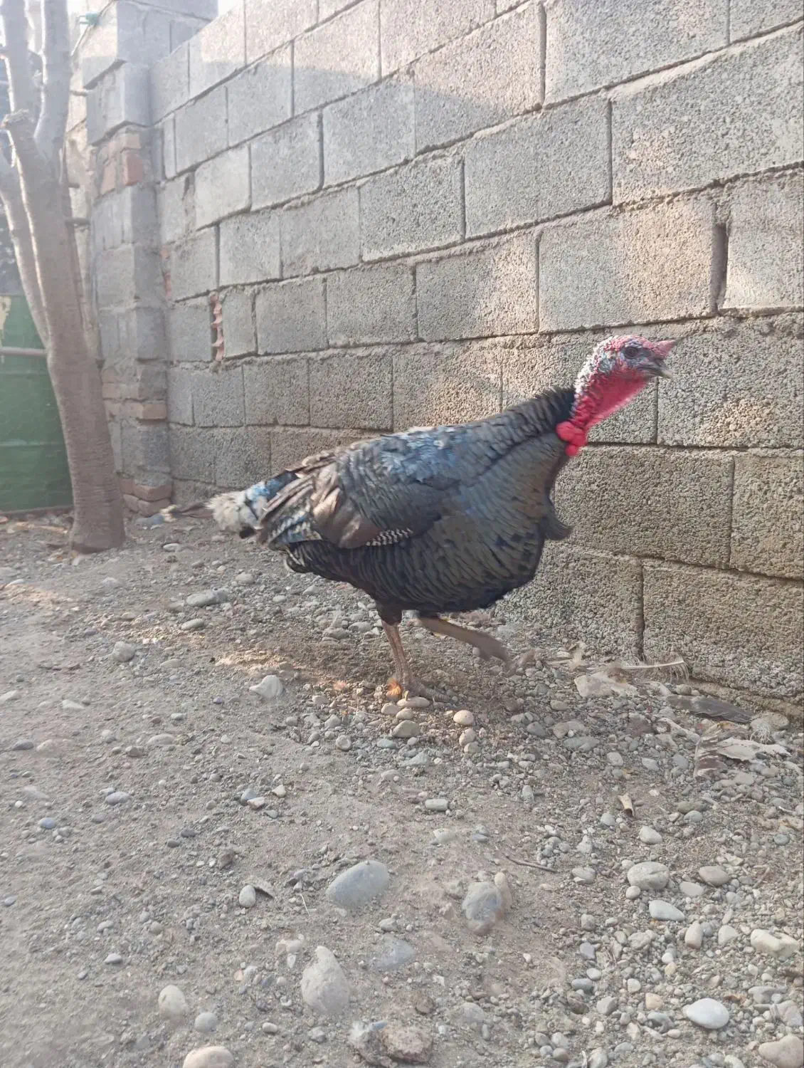 بوقلمون نر صددرصد طبیعی|حیوانات مزرعه|پارس‌آباد, |دیوار