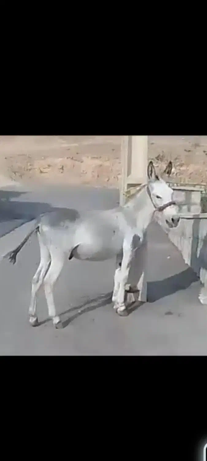 فروش یک الاغ دریاسوج|حیوانات مزرعه|پاتاوه, |دیوار