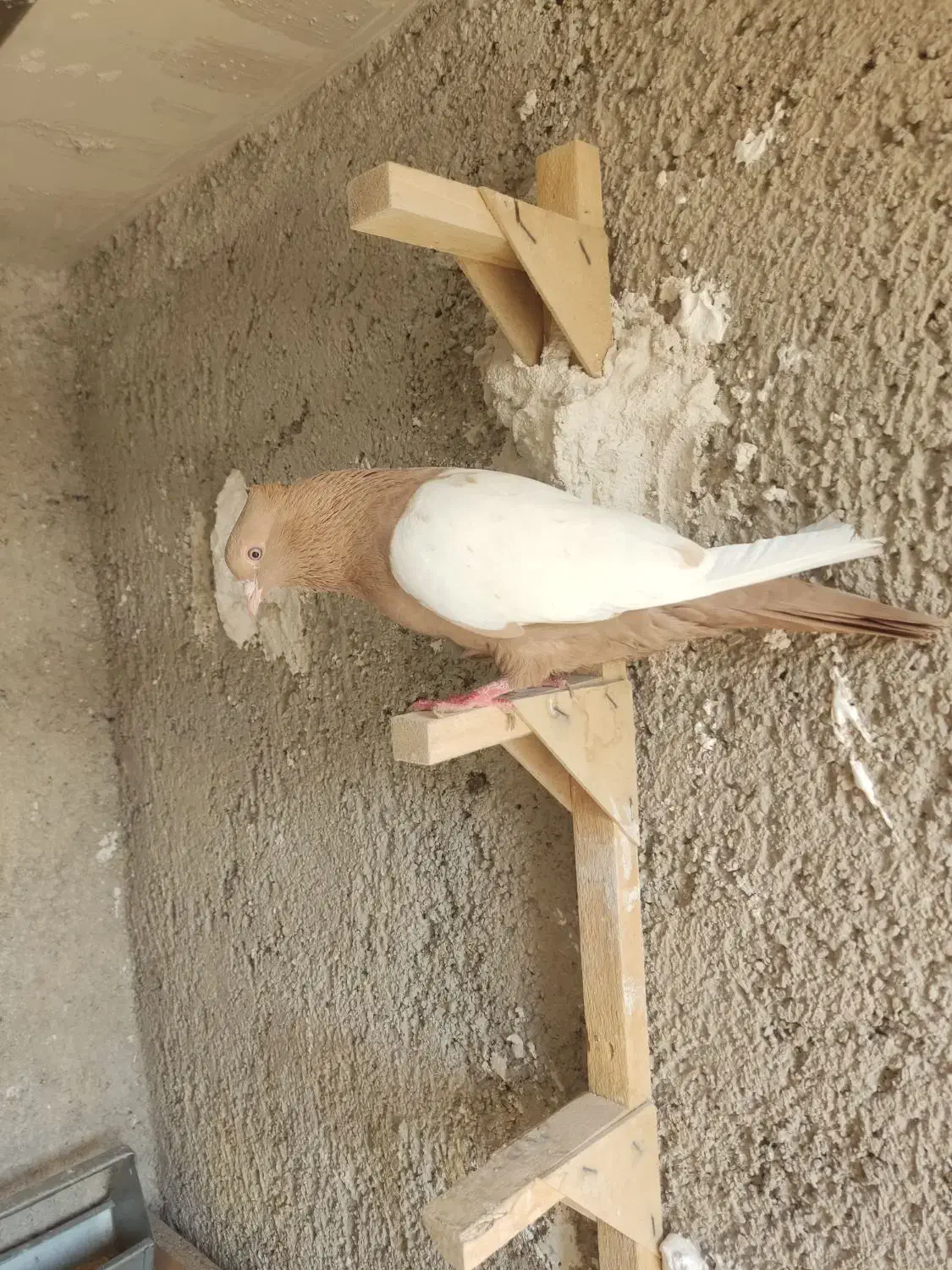 سینه زرد ماده|پرنده|زرقان, |دیوار