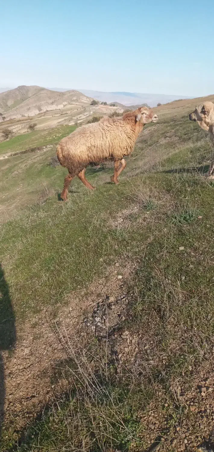 قوچ جوان مناسب دامازلخ|حیوانات مزرعه|چهاردانگه (آذربایجان), |دیوار