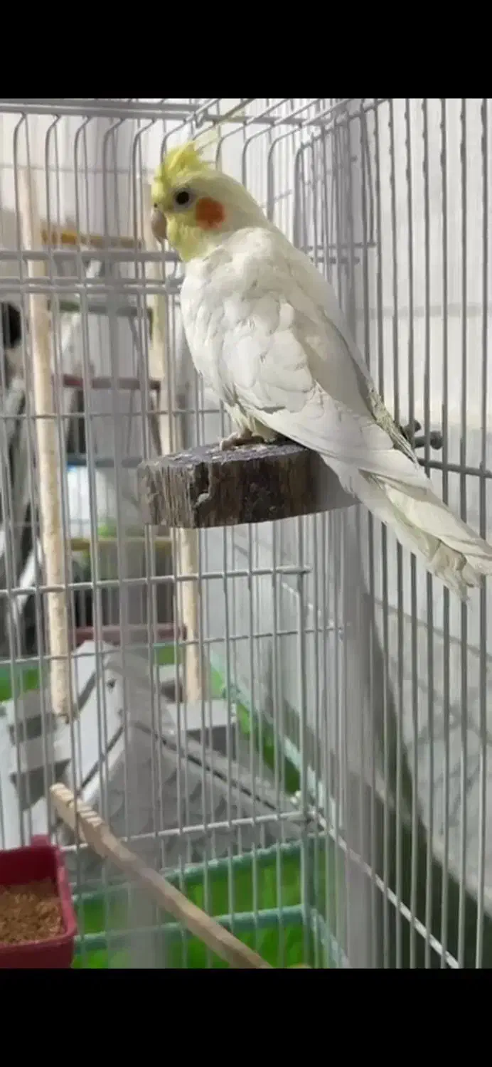 در صورت پیدا کردن عروس هلندی زنگ بزنید|حیوانات|ایذه, |دیوار