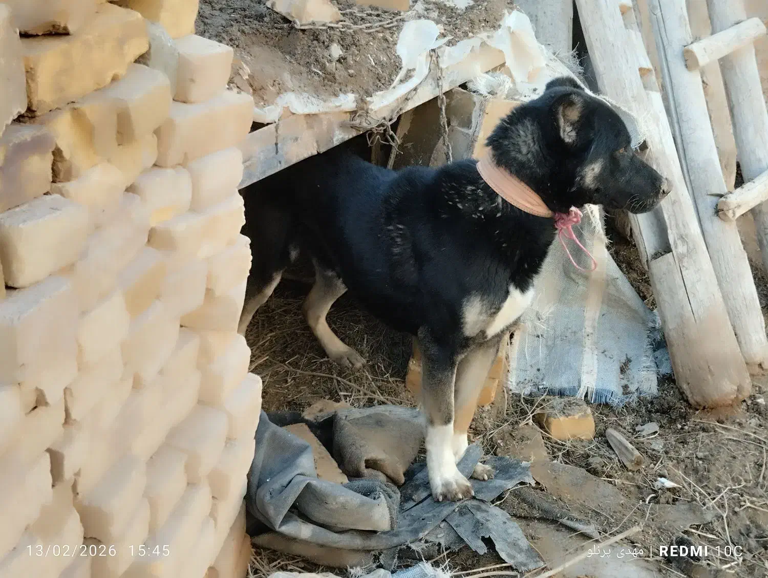 سگ نر|سگ|سجاس رود, |دیوار