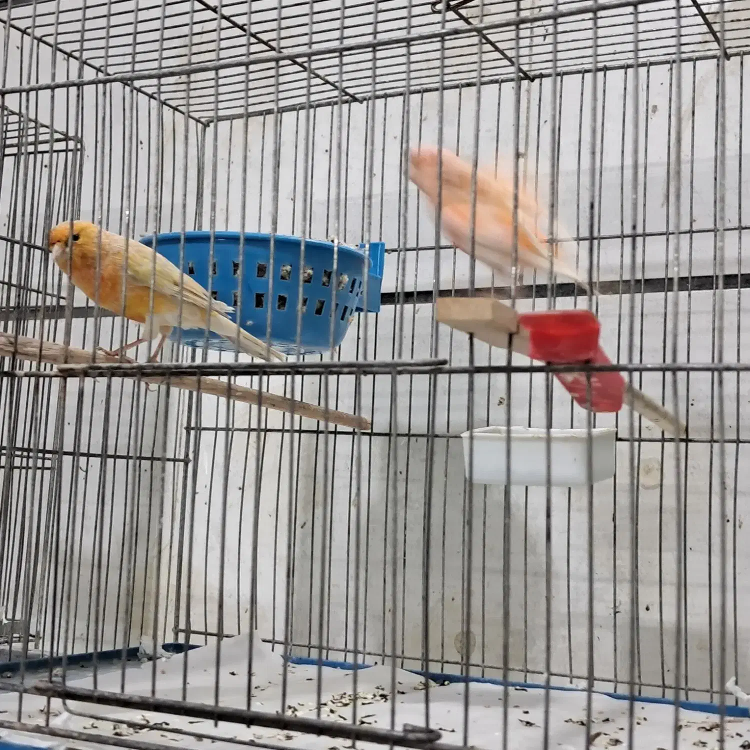 انواع قناری مست تک وجفت|پرنده|تاکستان, |دیوار