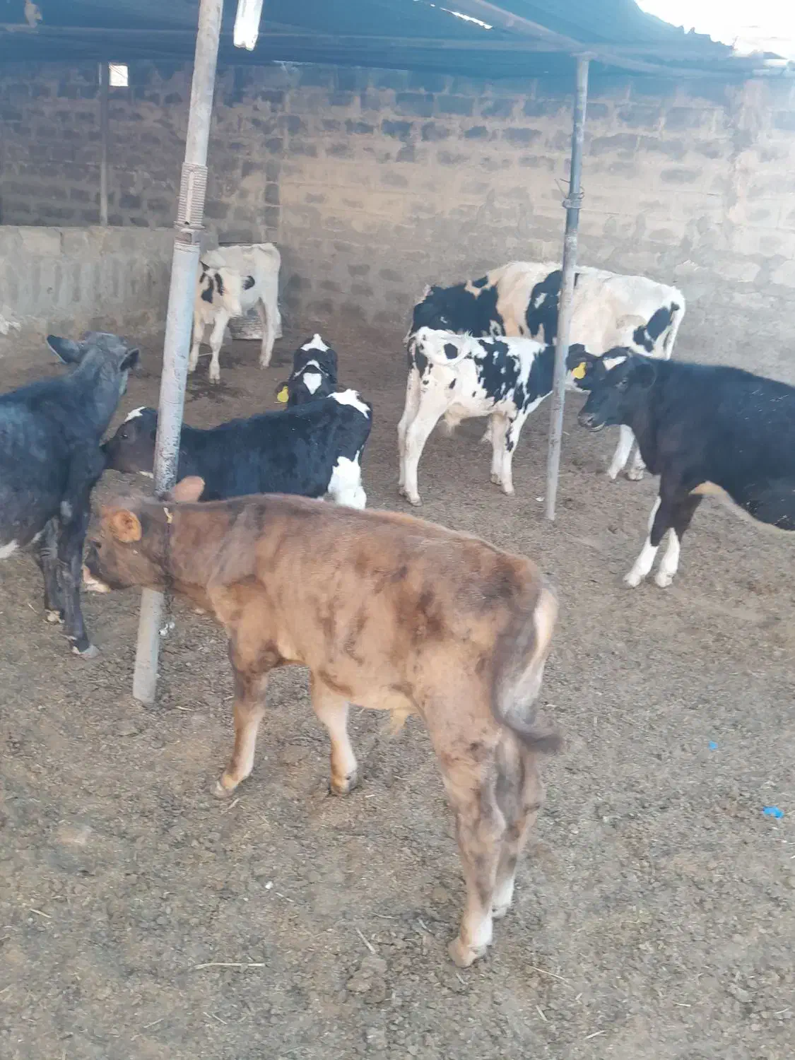 گوساله نر و ماده وگاو|حیوانات مزرعه|شیراز, حومه شیراز|دیوار