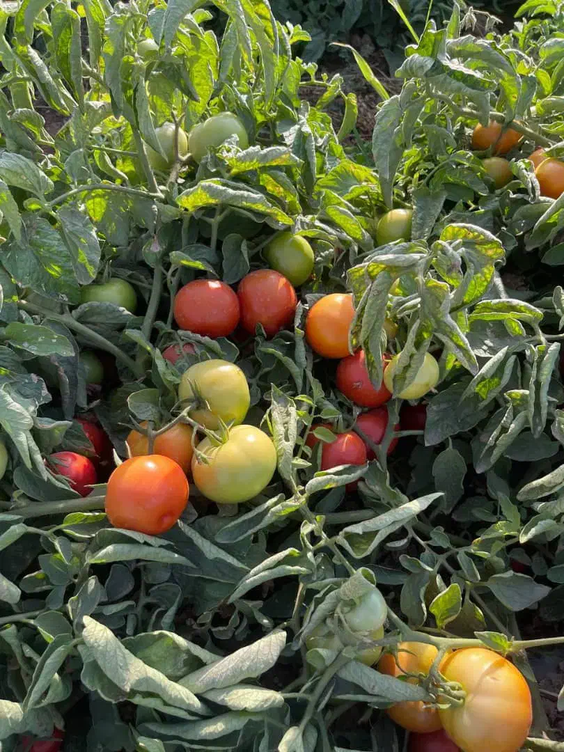 بذر گوجه فرنگی F1 رقم صادراتی ۸۰۲۰مشابه ۸۳۲۰|خدمات باغبانی و درختکاری|تبریز, |دیوار