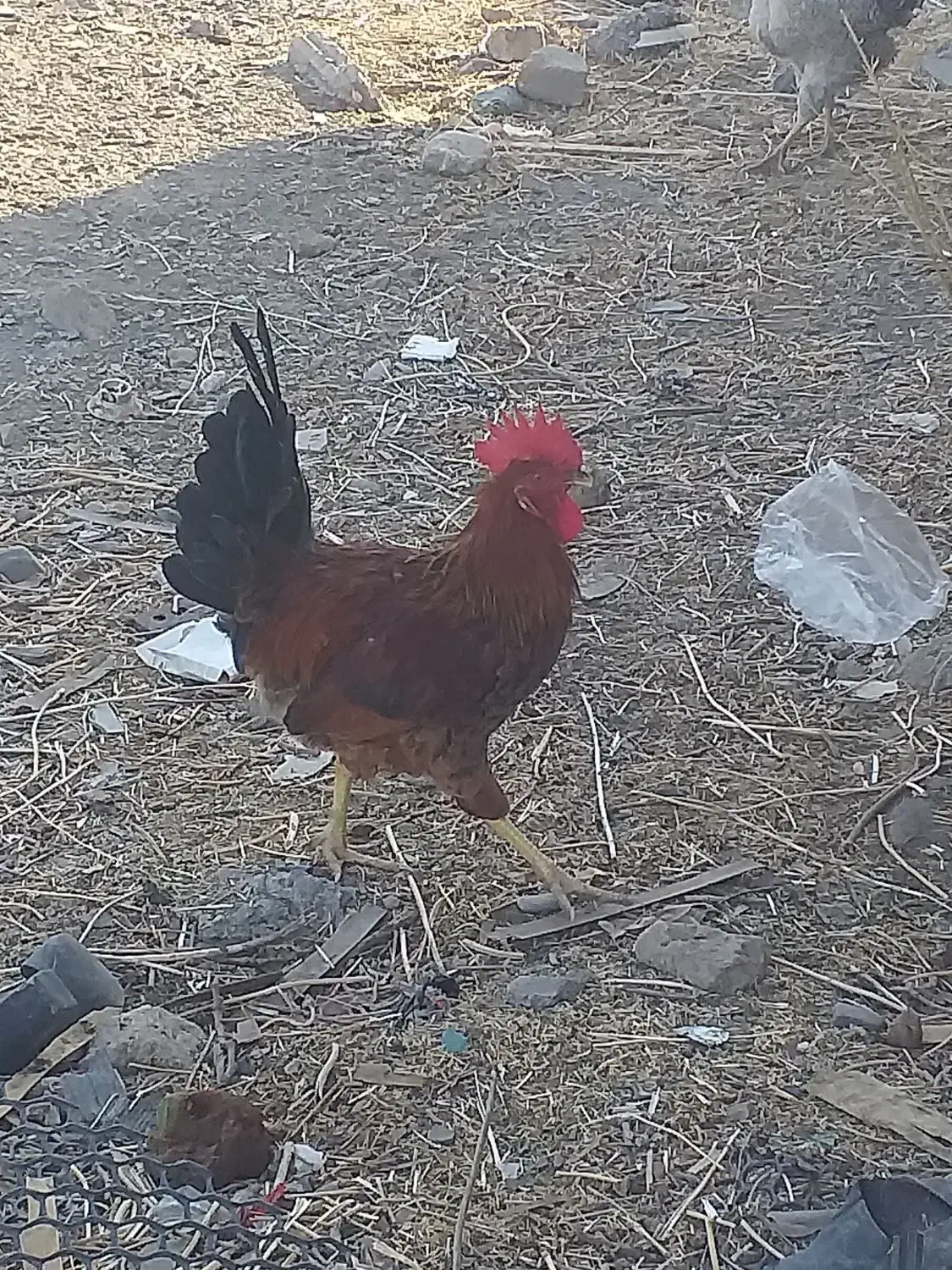 خروس اصیل و کفتر کبوتر و بره چاق|حیوانات مزرعه|مشهد, امیریه|دیوار